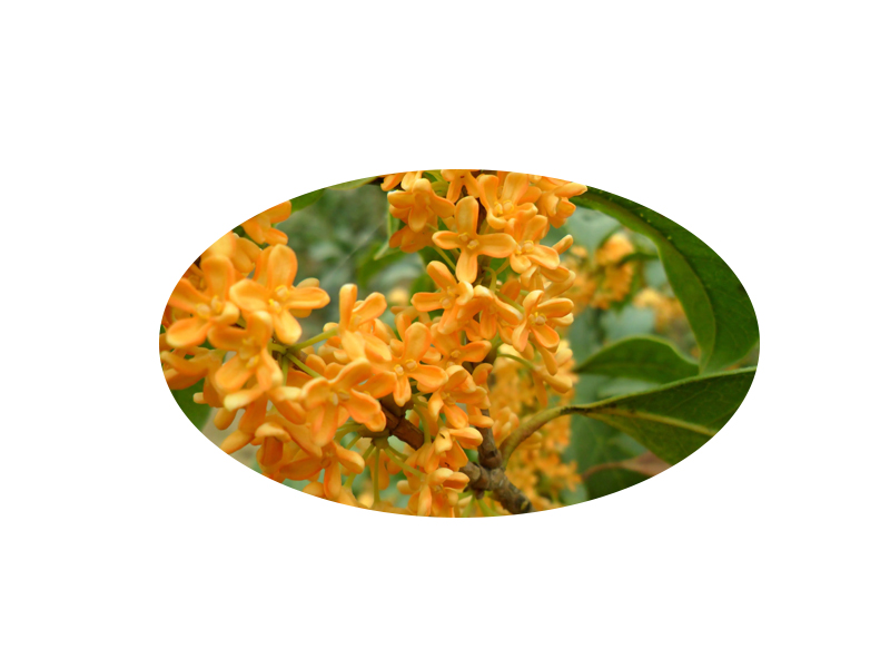 桂花提取液
