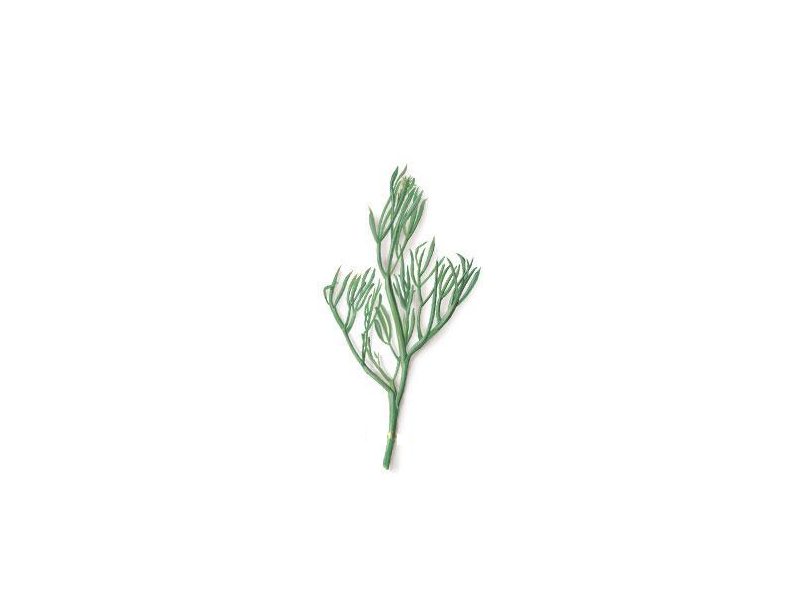 海茴香提取物